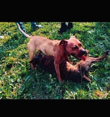 питбуль: Питбуль, Самец — 1