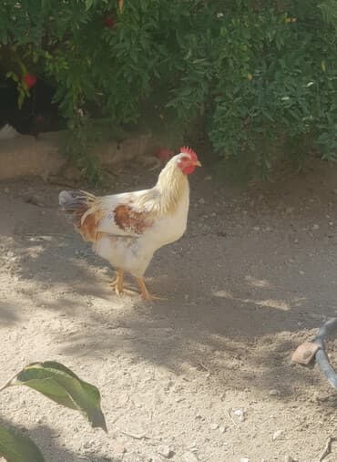 qu quşu və çöl qazı haqqında məlumat: Xoruz, il: 1, Ünvandan götürmə — 2