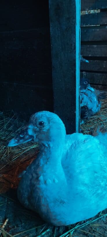 mandarinka ördəyi: 3 ay yarımlıq cins lal ördəklər (Lavanda, Krasnodar Macar Kül — 10