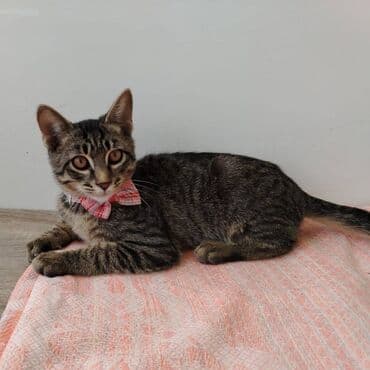 кошка в добрые руки: Самец, В добрые руки — 5