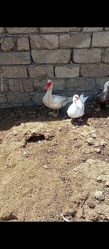yarasa: 4 fere 1 Erkey barter de munkundu Təsvir: - Şəkillərdə müxtəlif — 3