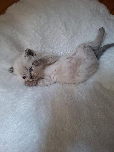 cat: Siam, Yaxşı əllərə — 4