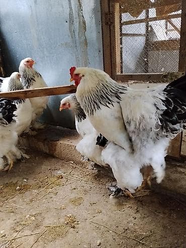 qus nömreleri: Səkildəki bramalirin cucələri satilir.Bir ayi tamam olmus — 2