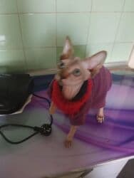 pişik səbəti: Sfinks, Dişi, Ünvandan götürmə — 1