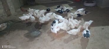 Daraq panellər: Erkək, Ətlik — 4