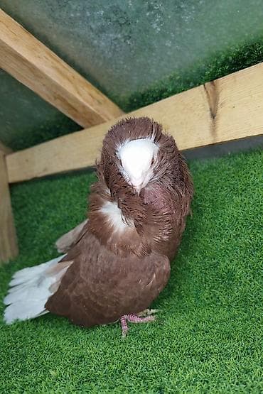 Yakobin erkək satılır Nadir görkəmli şlyapalı (baş tükləri topa