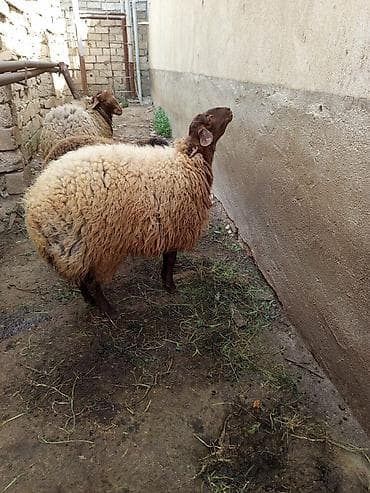 qoclar: Qoyun Qala qoyunu qırmızı 650 azn barterde var 2 dişi quzu ilə — 2