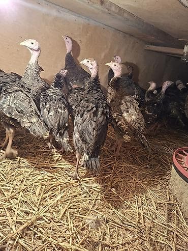 pitbull balasi satilir: Salam Təmiz qan Amerkan Bronz cinsli suretli böyüyən çox yumurtayan ev — 4