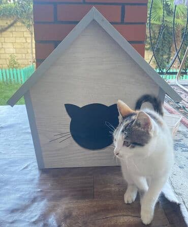 it yuvasi: Salam. Pişik, dovşan və itlər üçün keyfiyyətli yuvalara sifariş qəbul — 8