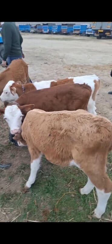 ala inek: Məhsul: Simmental tipli buzovlar Təsvir: - Şəkillərdə ağ-qəhvəyi — 2