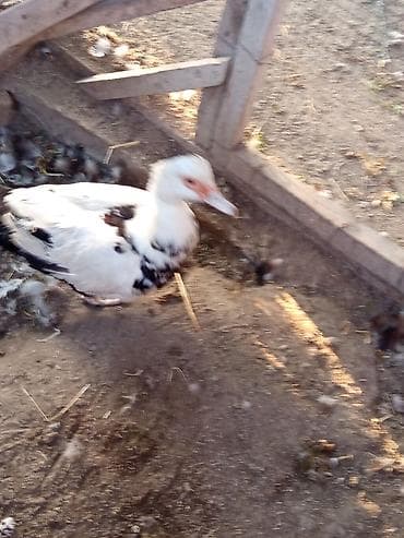 Kənd təsərrüfatı quşları: Erkək, | Lal ördək, Ətlik, Ünvandan götürmə, Ödənişli çatdırılma — 2