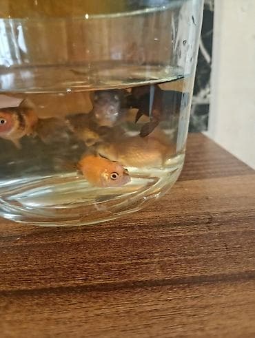 Qızıl balıq, Sülhsevər — 1