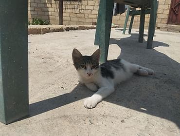 erkey pisik adlari: Dişi, Yaxşı əllərə, Ünvandan götürmə — 4