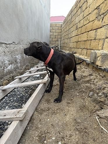 it haqqinda melumat: Pitbul, 1 il, Dişi, Peyvəndli — 9