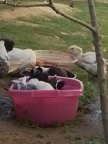 ördək balası və cücə: Ev şəraitində bəslənən ördəklər - Növ: məişət üçün saxlanılan — 7