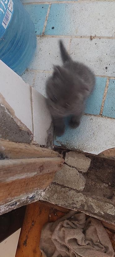 piwik: Şotland yastı qulaq — 8