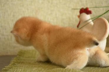 Akvariumlar: Открыта бронь на британских котят золотого окраса. Котята — 5