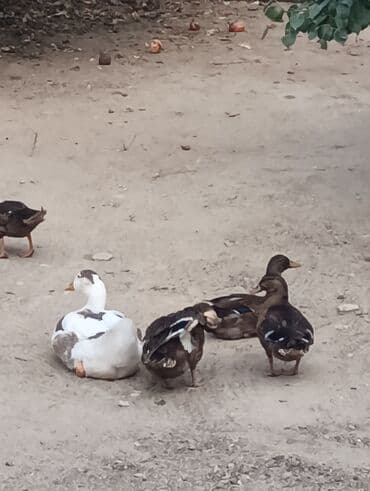 zumrud ordək: Məhsul: Ev quşları – ördəklər (qrup halında) Təsvir: - Şəkillərdə — 5