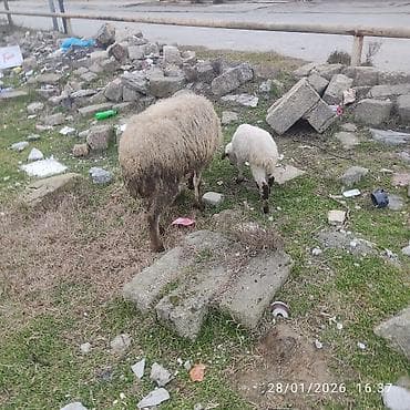 bala pitbul: Ana bala. bala disidi sağlam heyvanlar dir — 5