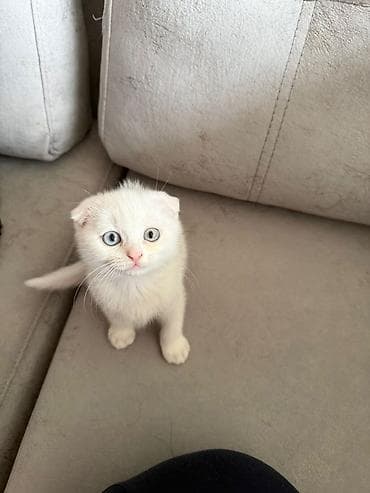 Şotland yastı qulaq, Erkək, Dişi, Yaxşı əllərə, Ünvandan götürmə, Pulsuz çatdırılma, Ödənişli çatdırılma