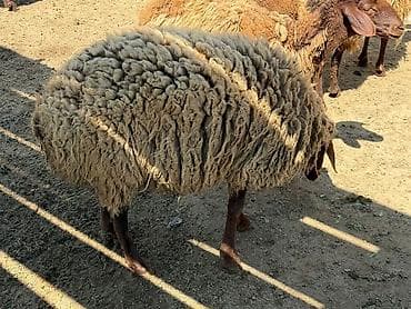 balali qoyun satilir: Qala cinsidir, 1yaş 1 aylıqdı. Damazlıq kimi satılır, kəsim üçündə — 4