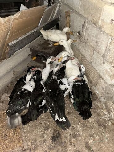 ordək cucəsi: LAL ÖRDƏK 18 pekin ördək 13 yaşıl baş 15 — 1