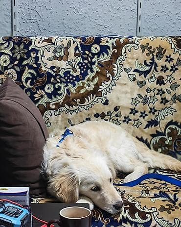 buğa heyvan: Retriever, 7 ay, Erkek, Peyvəndli — 4