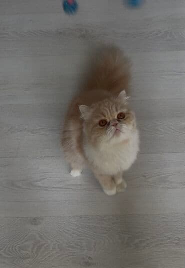 Gəmiricilər: Fars — 4