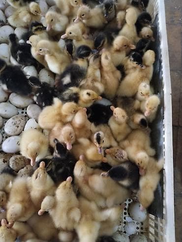 ördək balası və cücə: Məhsul: Ördək balaları (cücələr) Təsvir: - Yeni çıxmış ördək — 1