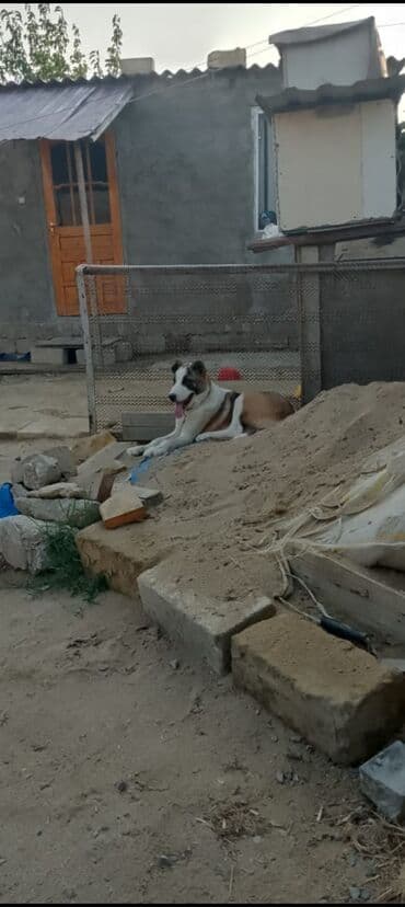alman çoban köpeği: Alman çoban iti, 4 ay, Dişi, Ünvandan götürmə — 1