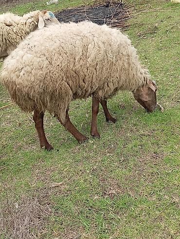 ördək balası və cücə: Dişi, il: 2, Damazlıq — 3