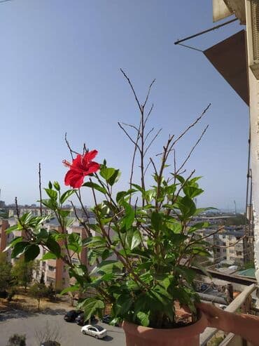 ağ şeher evler: Bakı, 3 otaqlı, Köhnə tikili, m. Neftçilər, 90 kv. m — 22