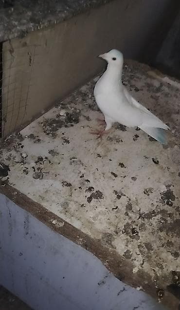 Ağ erkeydi tutulma qizğin erkeydi unvan gence gondermekde mumkundu -