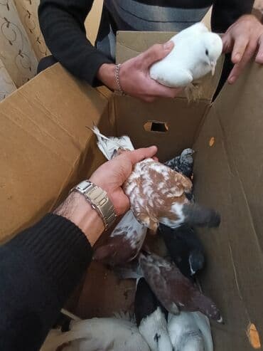 sebzi quşu: Türkan göyərçinləri hamsi tutulma üst üste 4 manatdan 10 goyercindir — 4