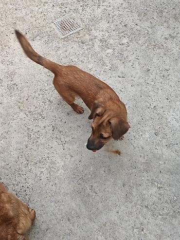 sevimli pisik sekilleri: 6 ay, Erkək, Sənədli, Ünvandan götürmə — 3