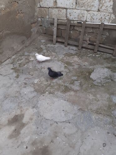 goyərcinler: 2 dene maya biri 3 azn 2 si 6 azn unvan Bileceri — 1