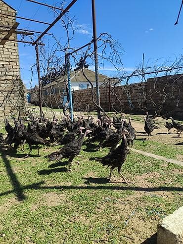 hinduşk: Amerikan bronz — 1