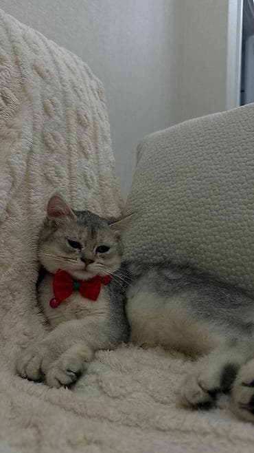 Akvariumlar: Şinşilla, Dişi, Yaxşı əllərə, Ünvandan götürmə — 4