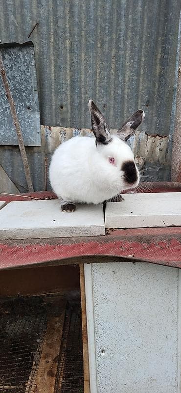 it bazari 2019: Təmiz Kaliforniya Dovşanı 1ədəd erkəy 1ədəd dişi Ünvan Novxanı — 2