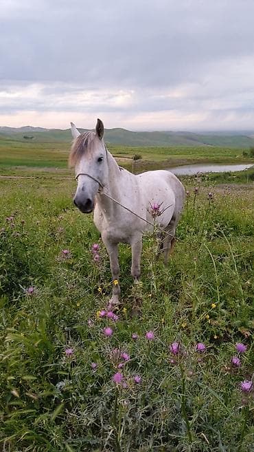 coban iti qiyməti: Yorga at, 30+ süreti var, 6 yaşı var — 3