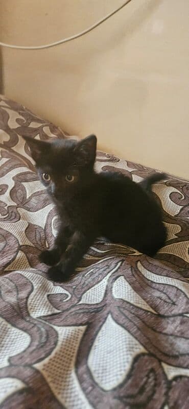 pulsuz pişik balaları 2022: Dişi, Yaxşı əllərə — 9