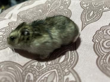 Кошки: Cırtdan hamster (cücə ölçülü, xırda növ) - Rəng: qarışıq boz-qəhvəyi — 4