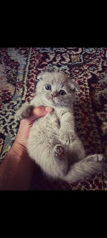 Yumşaq tüklü, iri mavi‑yaşıl gözlü balaca pişik balaları. Uzun və sıx — 8