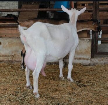 Daraq panellər: Süd istiqamətli ağ rəngli keçilər və balaları - Cins tipi: yüksək — 3