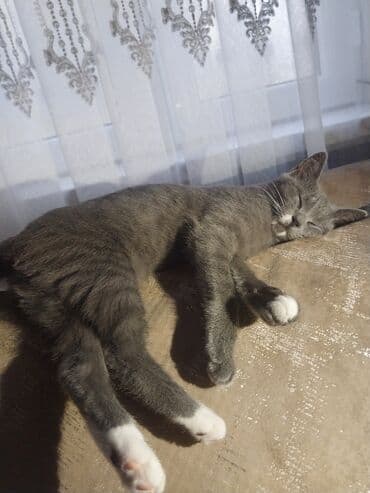 pişik cütleşdirmek: Dişi, Yaxşı əllərə, Ünvandan götürmə — 1