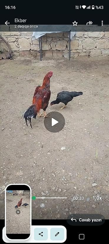 şana xoruz: 11aylqd tam sağlam heyvanf — 4