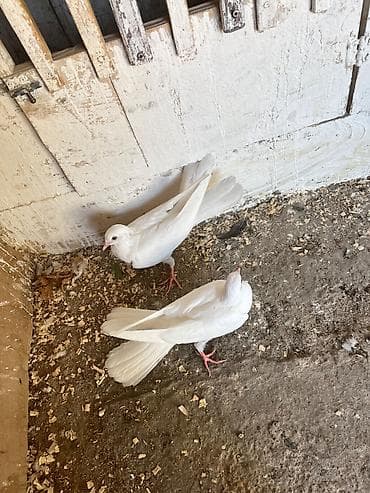 goyercin bazari: Ata ana bir balalar haça quyrug — 5