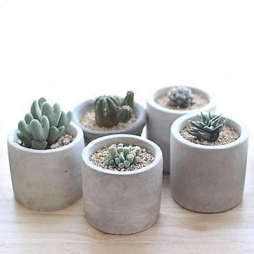 Minimalist beton dibçəklərdə sukulent kolleksiyası 1 ədədi 15 Azn -