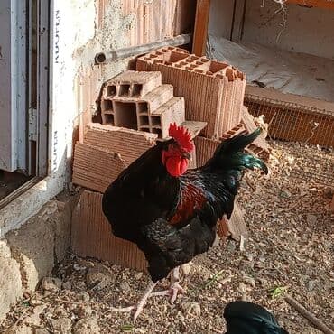 купить кролика в баку: Saf qan xətləri olan qara xalli xoruzlar - Rəng: dərin qara, günəşdə — 8