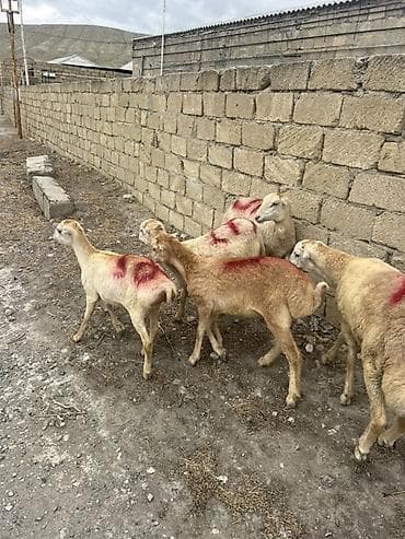 4 disi 1 erkəy beyləqan kərə qulag ünvan müsviqabad qəsəbəsi tərəf lalafo.az -da 4 disi 1 erkəy beyləqan kərə qulag ünvan müsviqabad qəsəbəsi tərəf